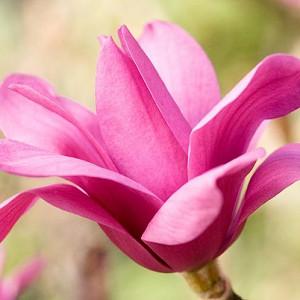 Magnolia 'Vulcan', Vulcan Magnolia, Red magnolia, Winter flowers, Spring flowers, Red flowers, fragrant trees, fragrant flowers, Purple Magnolia, Purple flowers